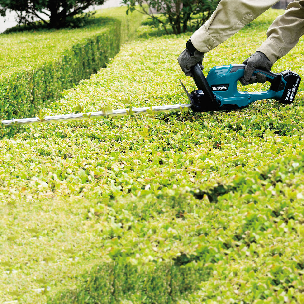 Makita DUH607 LXT 18V Hedge Trimmer 600mm In Use